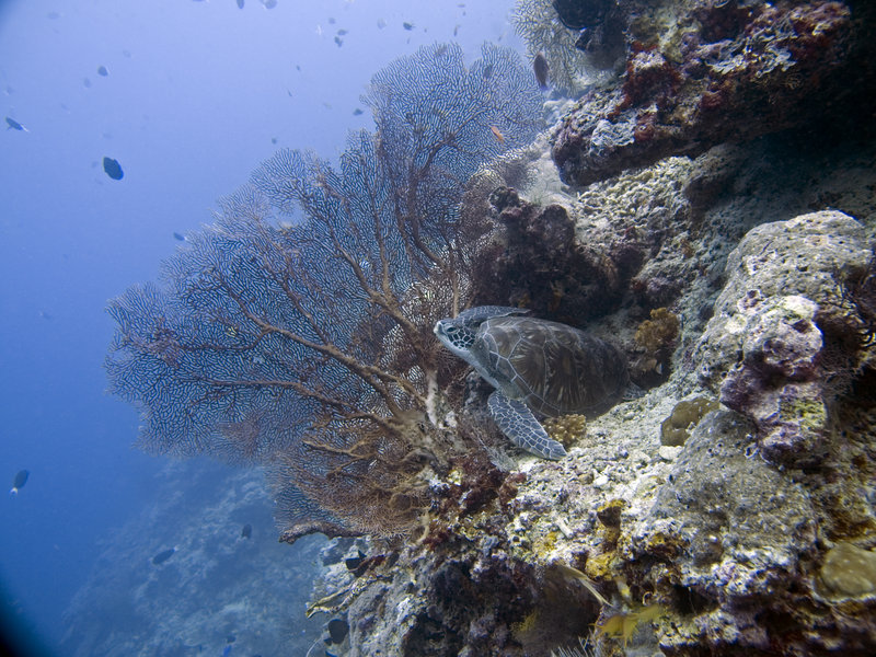 Turtle, Underwater Scene, Barracuda Point